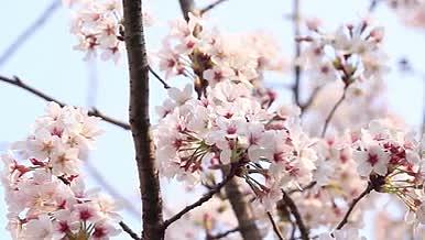 实拍唯美初春粉色樱花静景视频的预览图